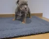 American Bulldog