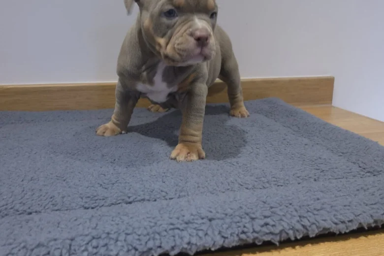 American Bulldog