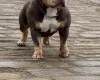 American Bulldog