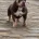 American Bulldog
