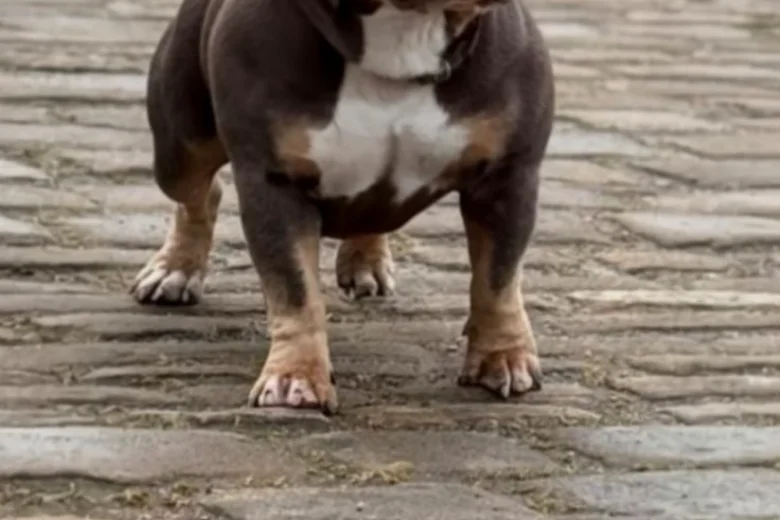 American Bulldog