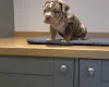 American Bulldog