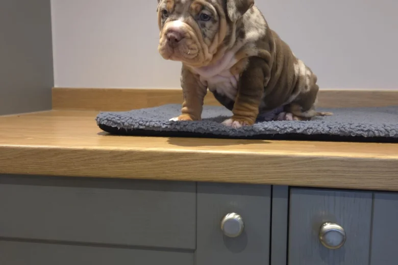 American Bulldog