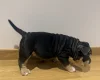 American Bulldog