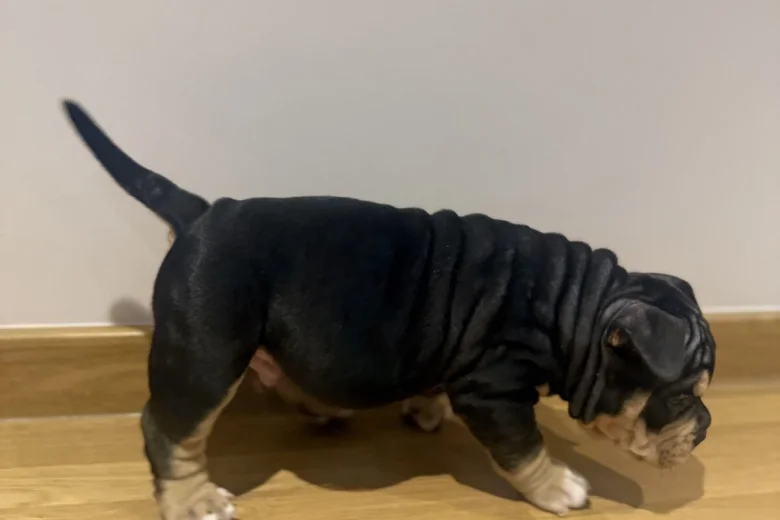 American Bulldog