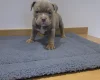 American Bulldog