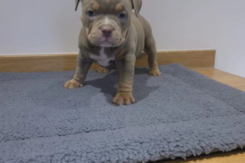 American Bulldog
