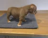 American Bulldog