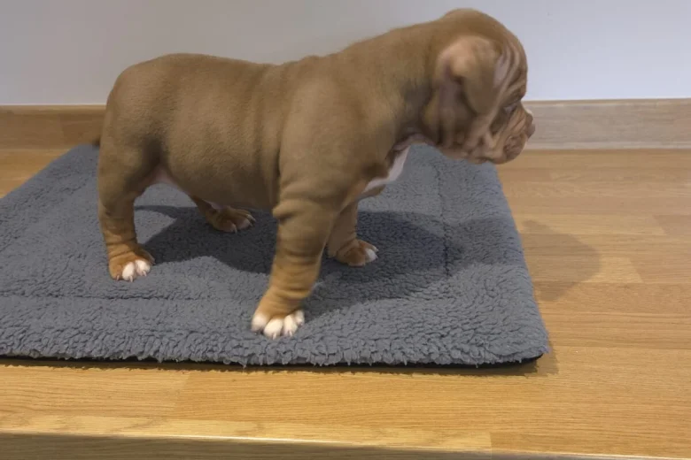 American Bulldog