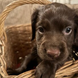 Cocker Spaniel (Working)