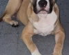 Mixed Breed