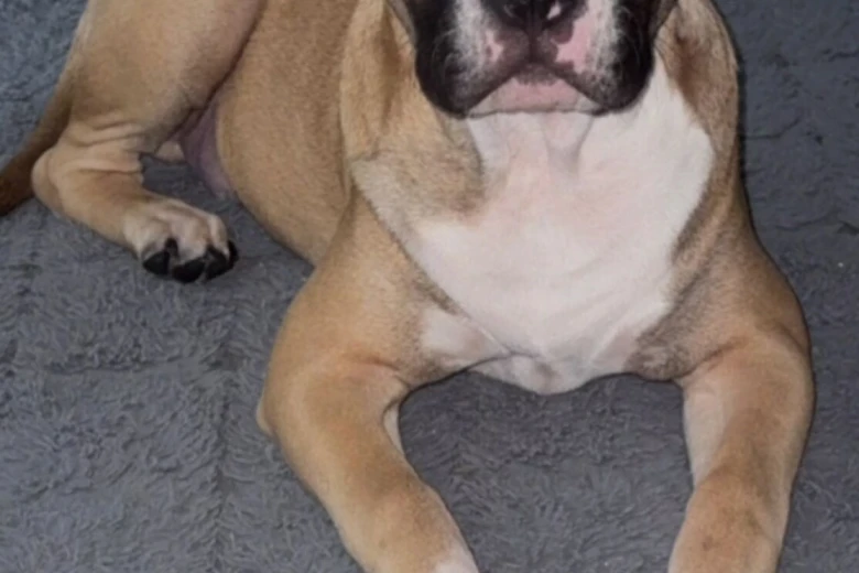Mixed Breed