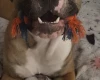 Mixed Breed