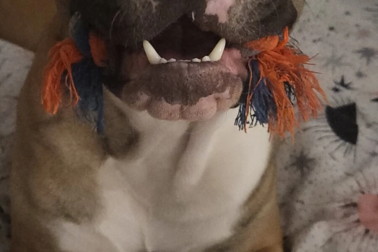 Mixed Breed