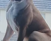 Mixed Breed