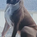 Mixed Breed