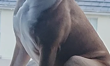 Mixed Breed