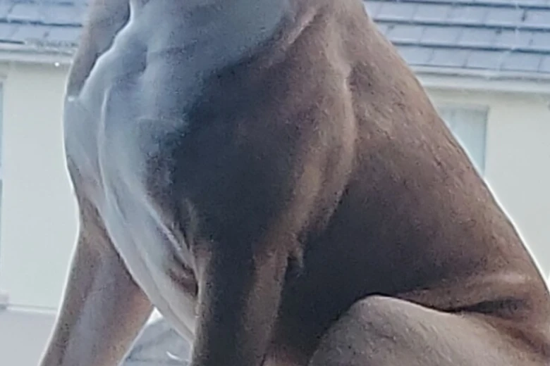Mixed Breed