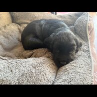 Cocker Spaniel (Working)