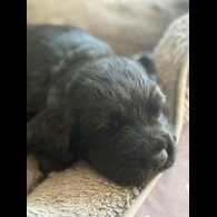 Cocker Spaniel (Working)