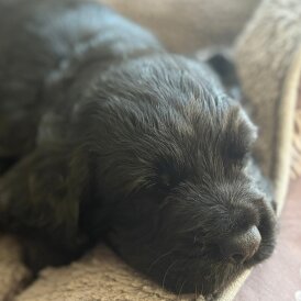 Cocker Spaniel (Working)