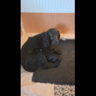 Cocker Spaniel (Working)