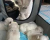 Maltese