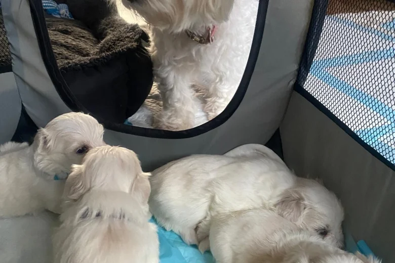 Maltese