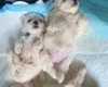 Maltese