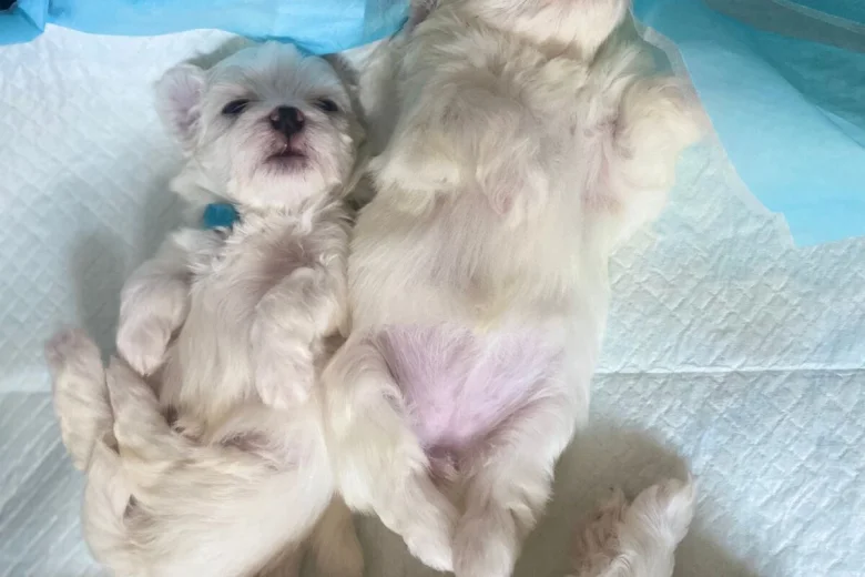 Maltese