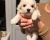 Maltese