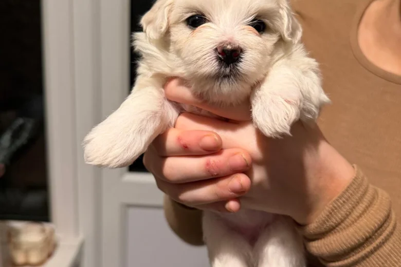 Maltese