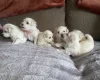 Maltese