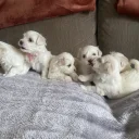 Maltese