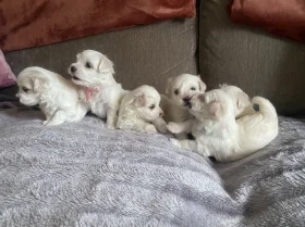 Maltese