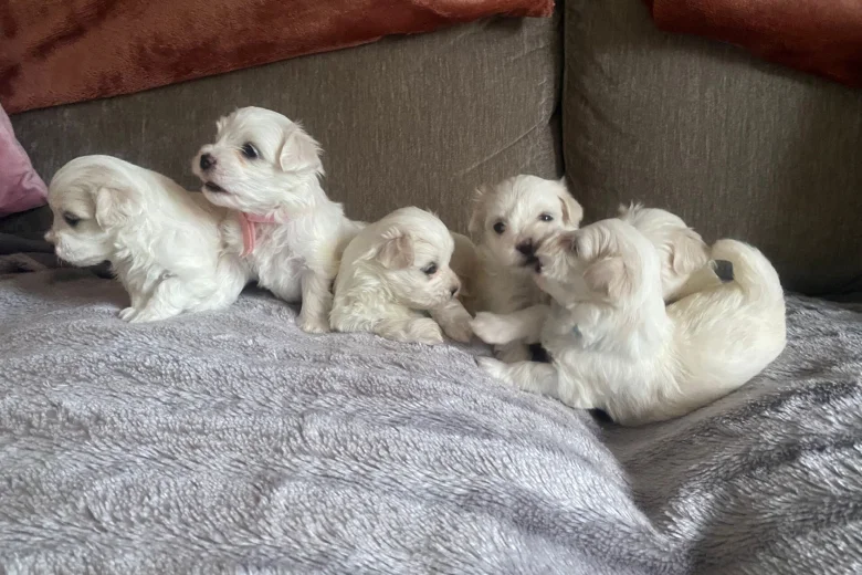 Maltese
