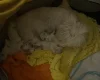 Maltese