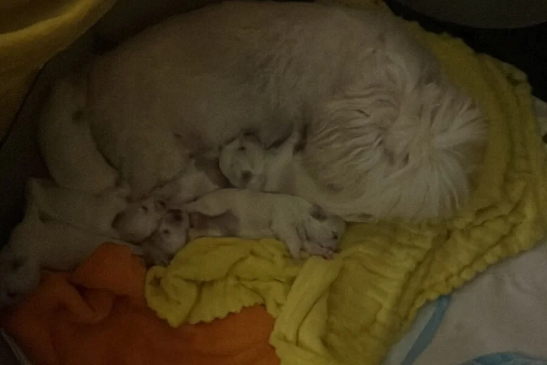Maltese