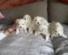 Maltese