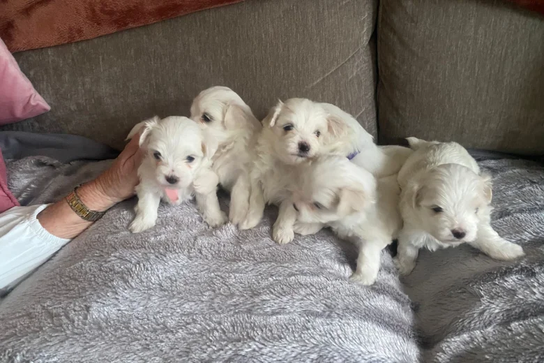 Maltese