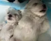 Maltese