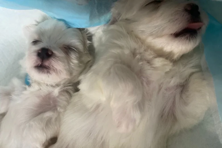 Maltese
