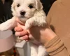 Maltese