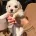 Maltese
