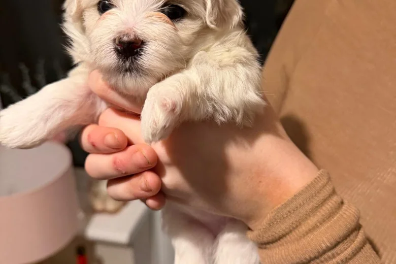 Maltese
