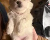 Maltese