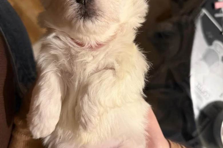 Maltese