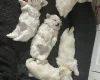 Maltese