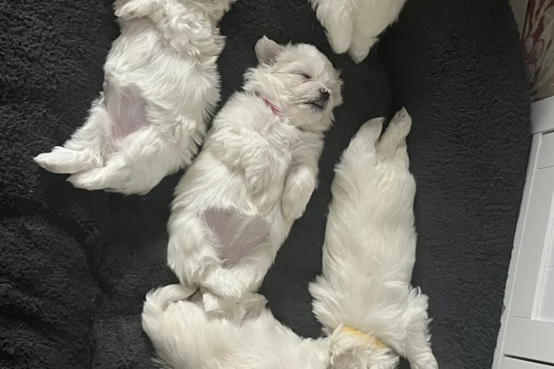 Maltese