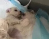 Maltese
